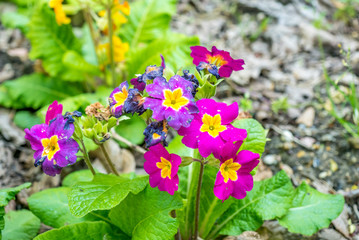 Pink flowers in green garden