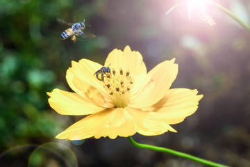 flying bee find for sweet with light flare