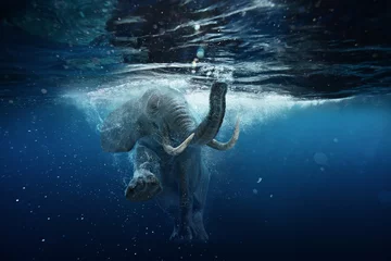Wall murals Night blue Swimming African Elephant Underwater. Big elephant in ocean with air bubbles and reflections on water surface.