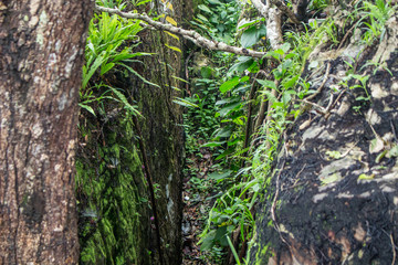 Obraz premium tropical forest high contrast and colorful