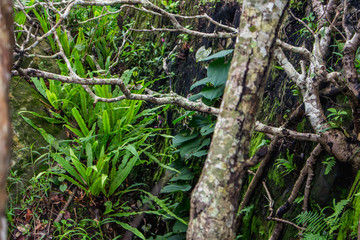 tropical forest high contrast and colorful