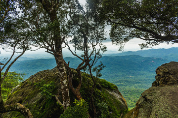 tropical forest high contrast and colorful