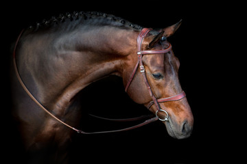 Bay horse in bridle portrait on black background
