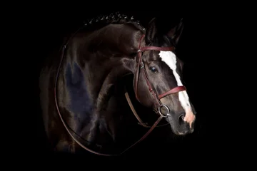Schilderijen op glas Zwart paard in hoofdstel portret op zwarte achtergrond © callipso88