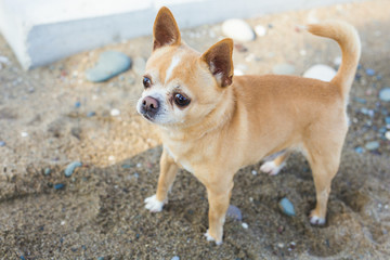 adorable chihuahua dog