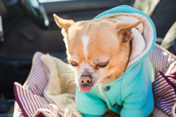 Chihuahua pet dog