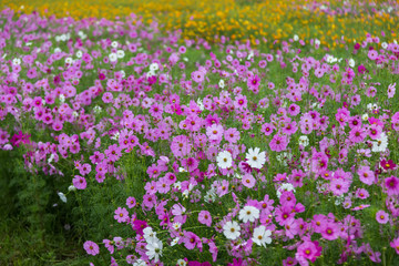 Cosmos flower (Cosmos Bipinnatus) in the garden