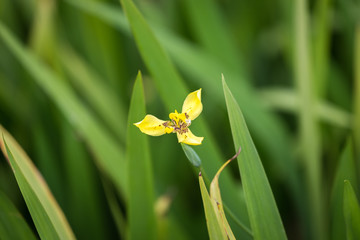Yellow Walking Iris blooming(Trimezia fosteriana)
