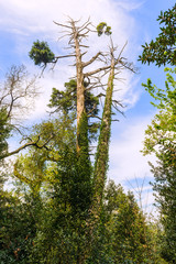 Paths in the forest of bussaco. Coimbra. Portugal