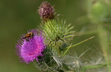 Bees flying overpurple wild flower on plain green background