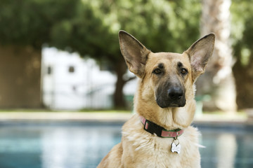 Poolside German Shepherd