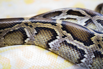 Snake skin close up