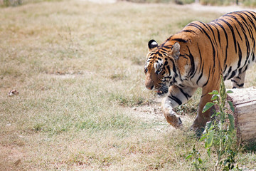 Tiger in Taigan Park