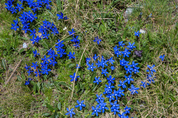 Prato montano con fiori genzianelle