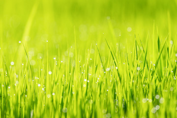 Fototapeta na wymiar Abstract spring natural background of green rice farm close up with water drop bokeh in morning