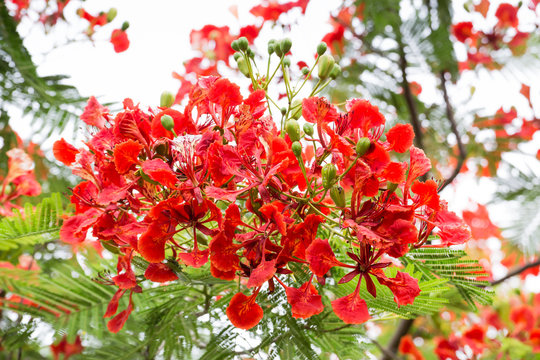 Royal Poinciana or Flamboyant (Delonix regia)