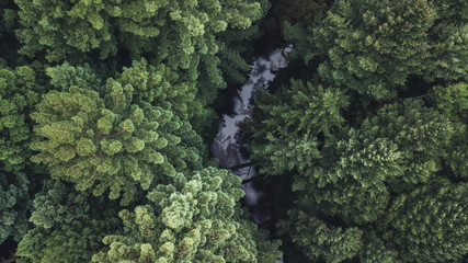 Looking down at the Californian Redwood forest in The Otways forest, Victoria.