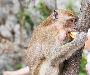 Long-tailed Macaque Monkey eat banana