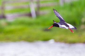 beccaccia di mare Haematopus ostralegus