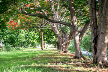 Spring meadow with big tree with fresh green leaves