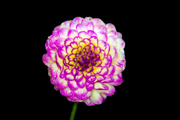 Macro Dahlia