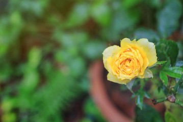 Beautiful little yellow rose after the rain in the spring evening. Soft focus with blurred green leaves background.