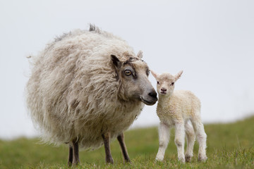 Pecora ovis aries isole Shetland Scozia al pasco con agnelli