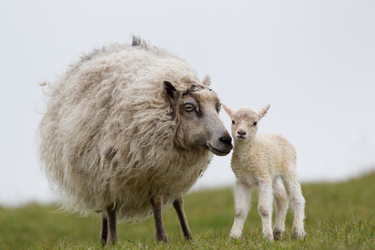 Pecora ovis aries isole Shetland Scozia al pasco con agnelli