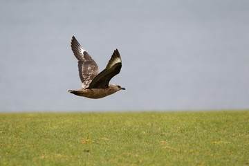 Stercorario Maggiore Stercorarius skua mare isole Shetland