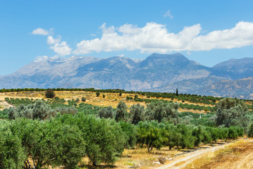 Fototapeta na wymiar Beautiful mountain landscape with olive plantation, Crete Island, Greece