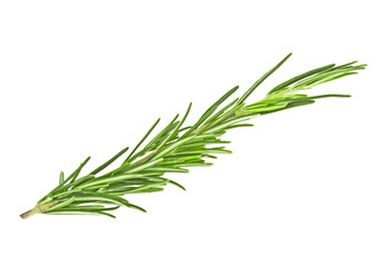 Fototapeta premium Rosemary isolated on white background