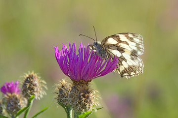 Melanargia galathea