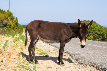 funny wild donkey