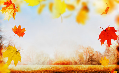 Autumn  falling leaves on nature garden or park  background with lawn, sky and colorful trees...