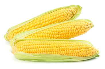 Fresh corn on cob isolated on white background