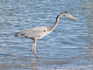 A grey heron bird walking along the beach