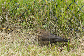 A female goat sitting at a fence in the grass.