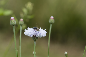 Bee pollinating a flower of white cornflowers.
