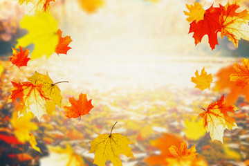 Naklejka na ściany i meble Autumn colorful falling leaves on sunny day, outdoor fall nature background, frame