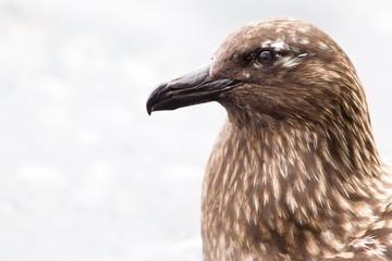 Skua Stercorario Maggiore uccello che vive al nord