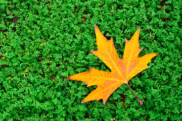 Yellow autumn maple leaf on green grass