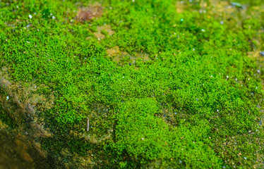 Green moss in stone