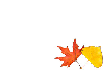 Autumn leaves on white isolated
