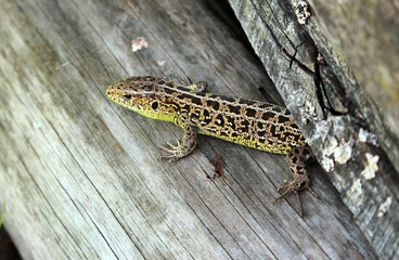 lizard on a wooden surface