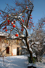 Albero di cachi sotto la neve