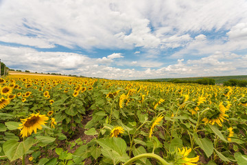 Fototapeta na wymiar Sunflower field