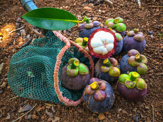 Mangosteen in a long-handled fruit-picker on ground.Mangosteen and cross section showing the thick purple skin and white flesh of the queen of friuts, Mangosteen flesh, closeup.