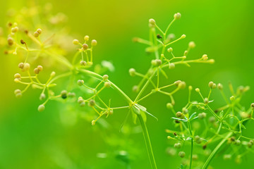 Meadow grass background . summer meadow, natural landscape. natural  background with selective focus