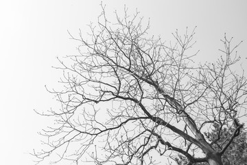 silhouette tree branches on a white sky