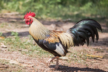 The beauty of fighting cocks in Thailand,gamecocks